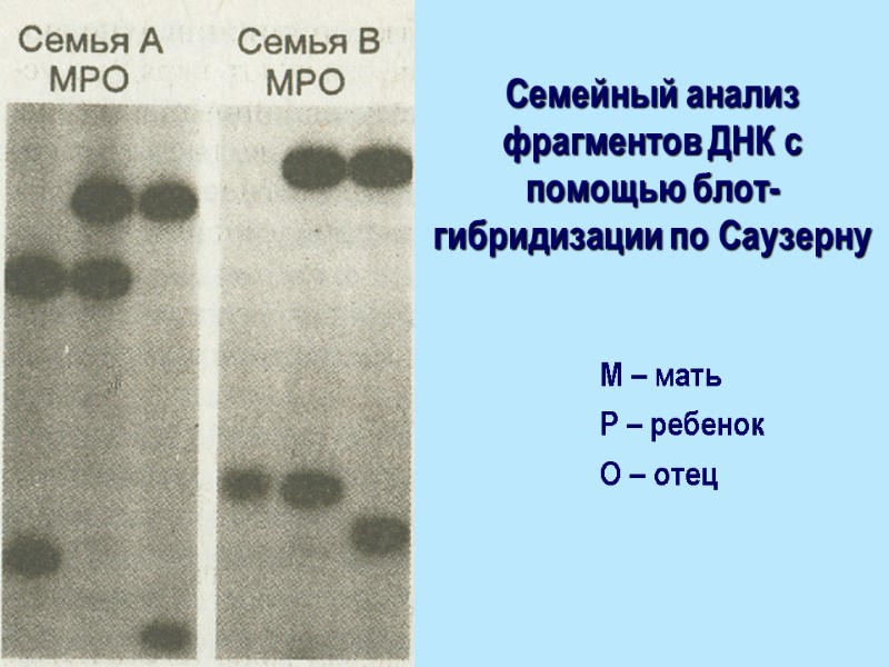 Семейный анализ фрагментов ДНК с помощью блот-гибридизации по Саузерну М – мать Р –